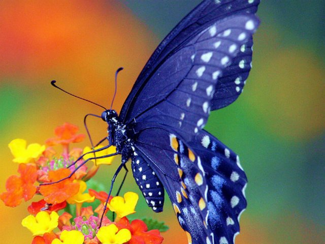 Все о бабочках в Кемерово | ЗооТом портал о животных