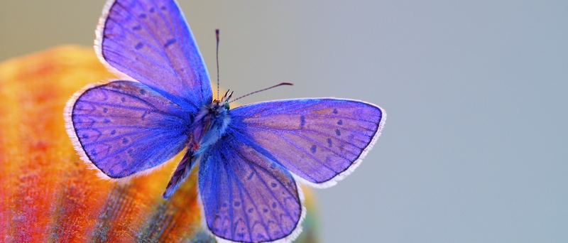 Все о бабочках в Кемерово | ЗооТом портал о животных