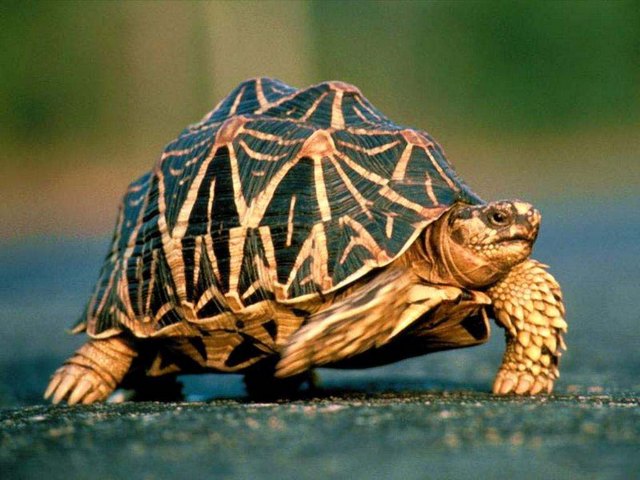 Все о черепахах в Кемерово | ЗооТом портал о животных