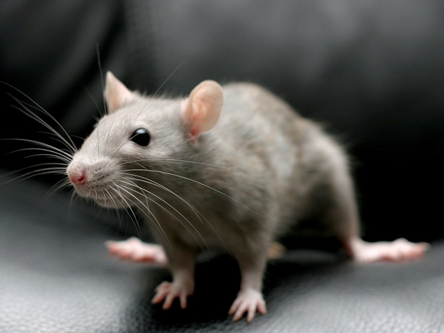 Все о крысах в Кемерово | ЗооТом портал о животных