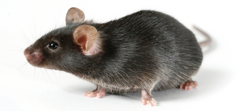 Все о крысах в Кемерово | ЗооТом портал о животных
