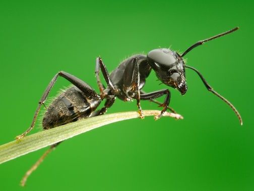 Все о муравьях в Кемерово | ЗооТом портал о животных