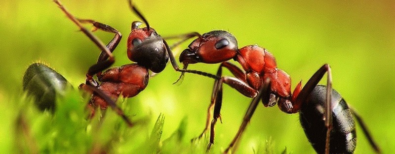 Все о муравьях в Кемерово | ЗооТом портал о животных