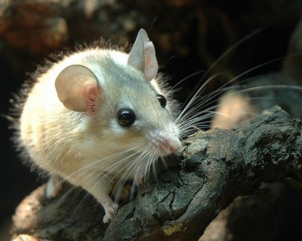 Все о мышах в Кемерово | ЗооТом - продажа, вязка и услуги для животных в Кемерово