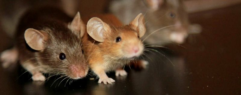 Все о мышах в Кемерово | ЗооТом - продажа, вязка и услуги для животных в Кемерово