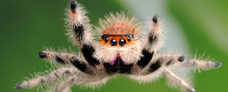 Все о пауках в Кемерово | ЗооТом портал о животных
