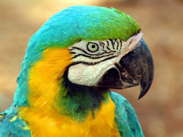 Все о попугаях в Кемерово | ЗооТом портал о животных