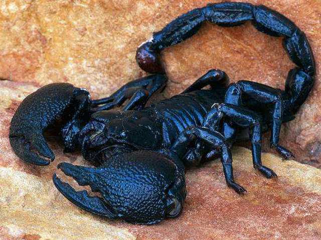 Все о скорпионах в Кемерово | ЗооТом портал о животных