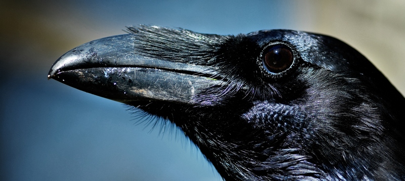 Все о воронах в Кемерово | ЗооТом портал о животных