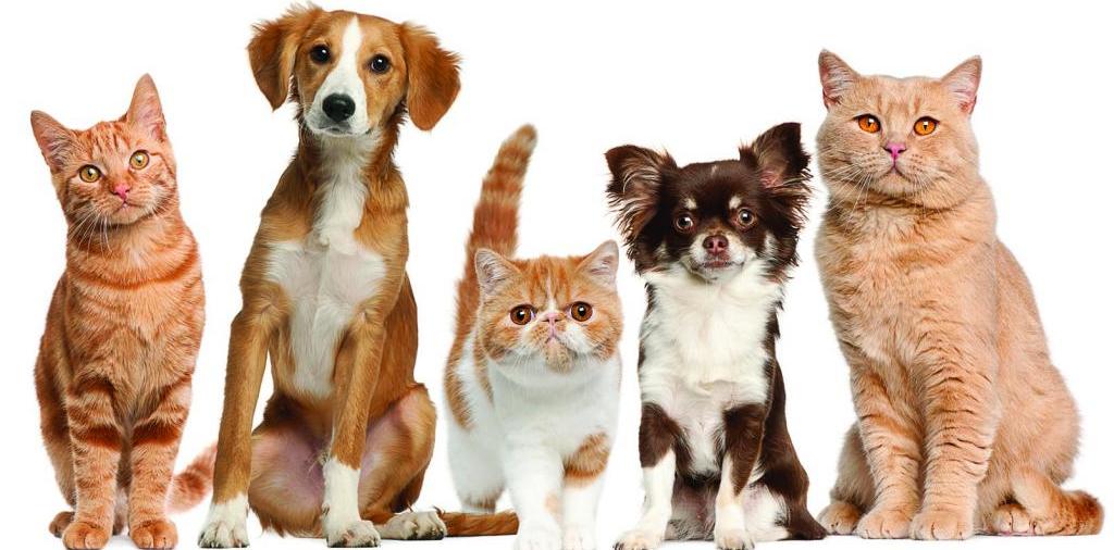 Доска объявлений о животных | ЗооТом - продажа, вязка и услуги для животных в Кемерово