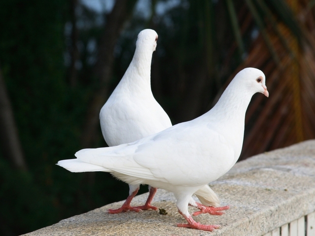 Все о голубях | ЗооТом - продажа, вязка и услуги для животных в Кемерово