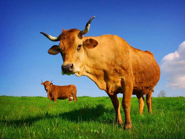 Все о коровах в Кемерово | ЗооТом портал о животных