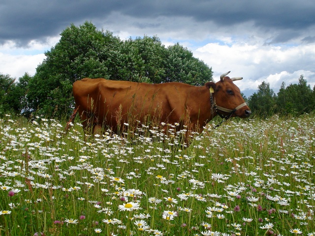 Все о коровах в Кемерово | ЗооТом портал о животных