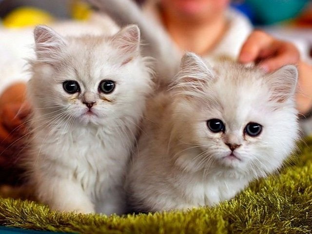 Породы кошек в Кемерово | ЗооТом портал о животных