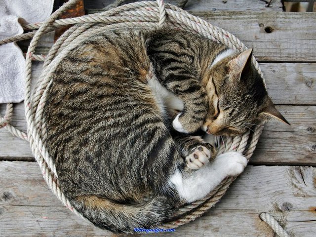 Все о кошках в Кемерово | ЗооТом портал о животных