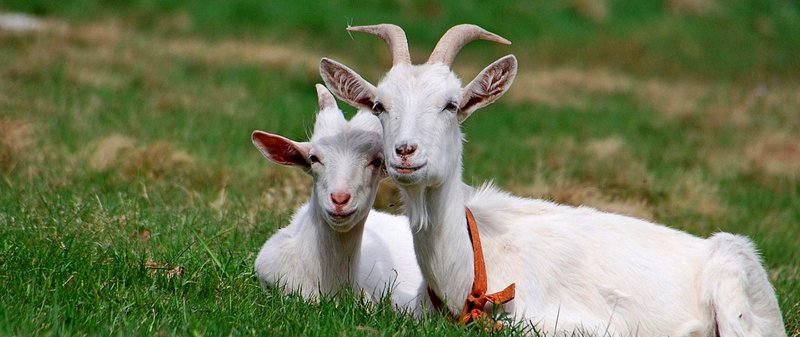 Все о козах в Кемерово | ЗооТом портал о животных