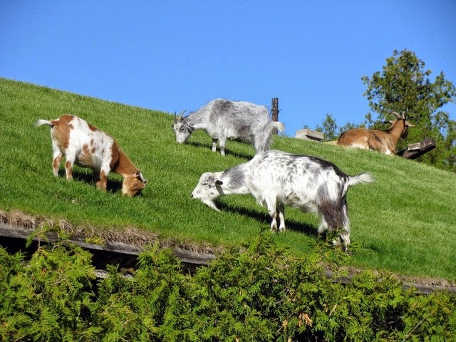 Все о козах в Кемерово | ЗооТом портал о животных