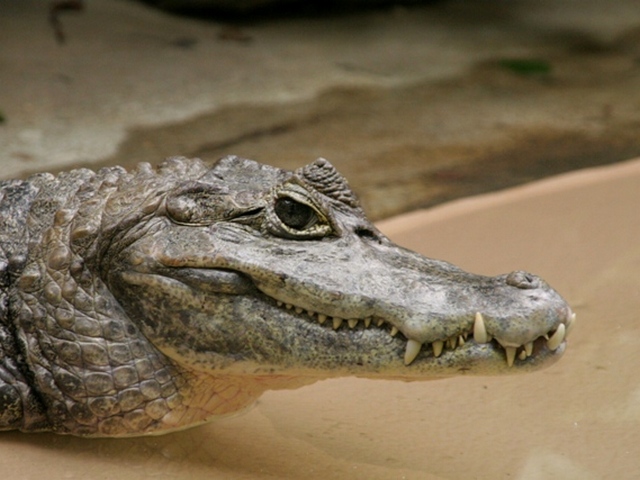 Все о крокодилах в Кемерово | ЗооТом портал о животных