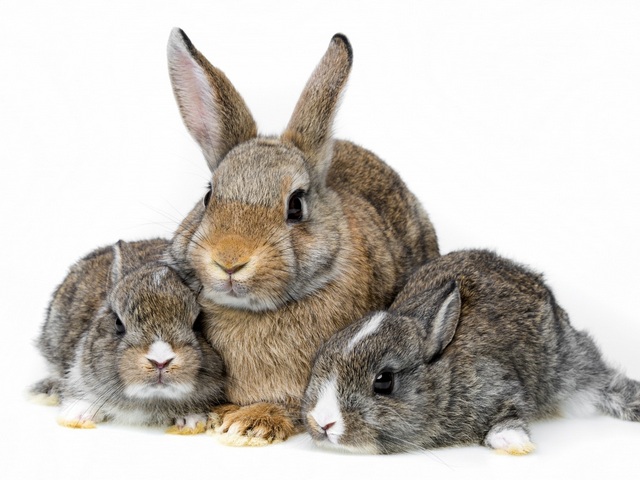 Все о кроликах в Кемерово | ЗооТом портал о животных