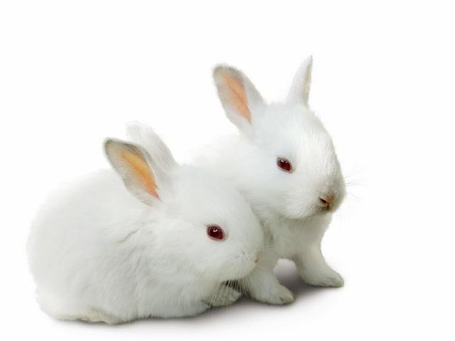 Все о кроликах в Кемерово | ЗооТом портал о животных
