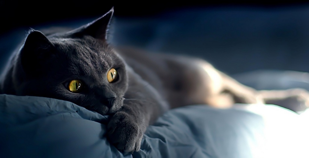 Объявления о кошках | ЗооТом - продажа, вязка и услуги для животных в Кемерово