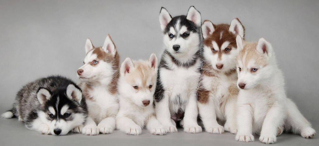Объявления о собаках | ЗооТом - продажа, вязка и услуги для животных в Кемерово