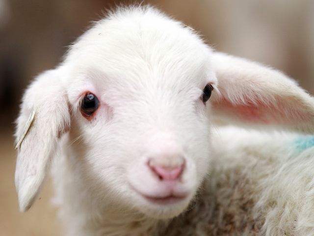 Овцы и бараны в Кемерово | ЗооТом портал о животных