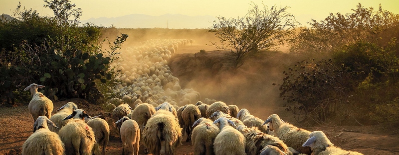 Все об овцах в Кемерово | ЗооТом портал о животных