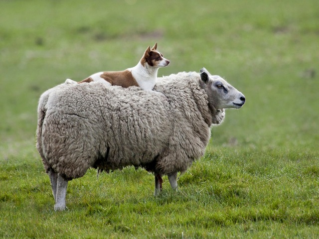 Все об овцах в Кемерово | ЗооТом портал о животных