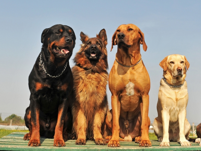 Крупные породы собак в Кемерово | ЗооТом портал о животных