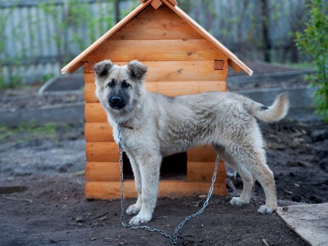 Все о собаках в Кемерово