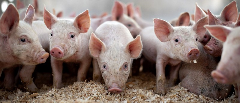 Все о свиньях в Кемерово | ЗооТом портал о животных