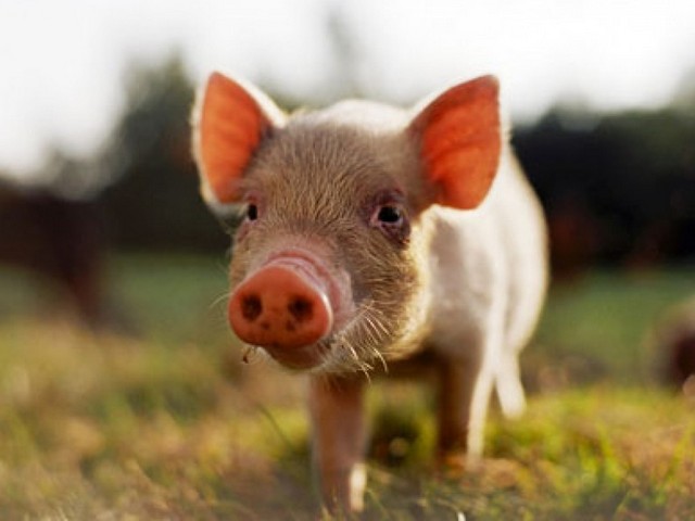 Все о свиньях в Кемерово | ЗооТом портал о животных