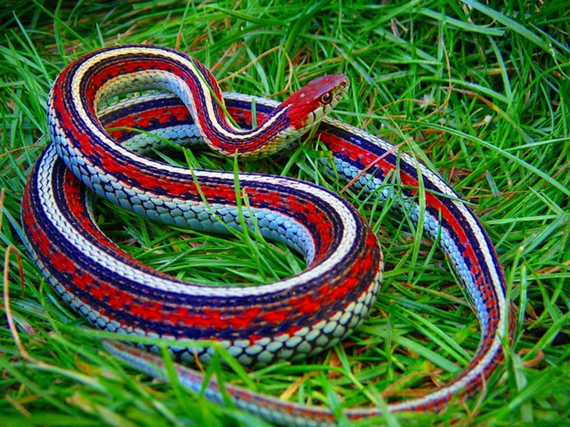 Все о змеях в Кемерово | ЗооТом портал о животных